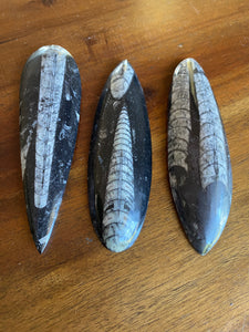 Chambered Orthoceras Fossil