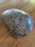 Coral Fossils