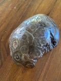 Coral Fossils