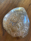 Coral Fossils