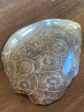 Coral Fossils