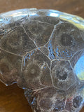 Coral Fossils