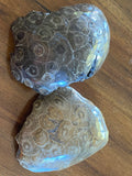 Coral Fossils