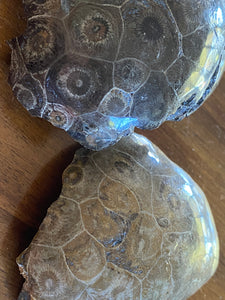Coral Fossils