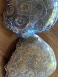 Coral Fossils