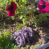 Amethyst Stretch Bracelet