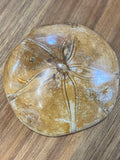 Sea Urchin Fossils