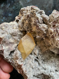 Golden Ray Calcite Record Keeper on Chalcedony