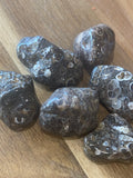 Turritella Agate Tumble Stones