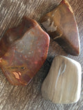 Petrified Wood Tumble Stones